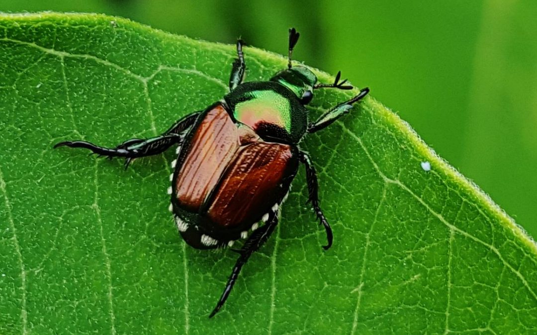 3 Ways to Prevent Japanese Beetle Damage this Summer
