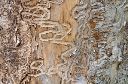 3 Signs Your Kansas City Trees have an Emerald Ash Borer Infestation