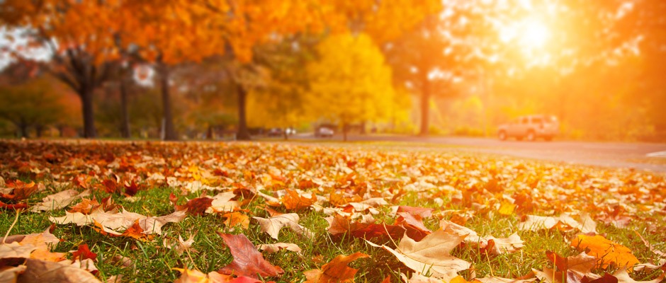 Is raking leaves off your lawn really necessary?