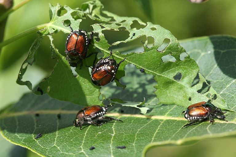 Japanese Beetles + Pests in Kansas City Landscapes – Summer 2019
