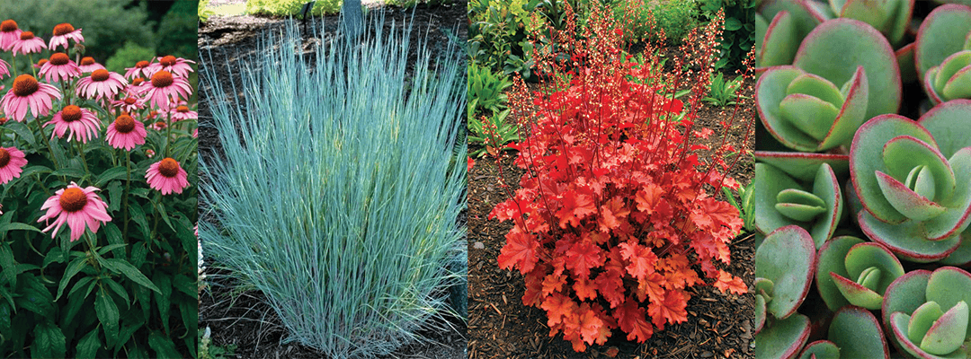 Our Favorite Heat-Resistant Plants