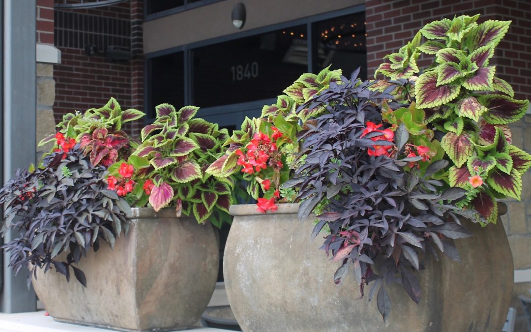 Tracy’s Tips: How to Design Beautiful, Resilient Flower Pots in Kansas City